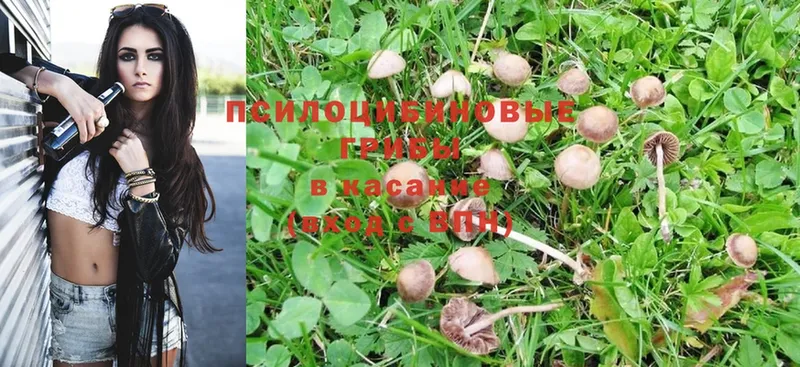 Псилоцибиновые грибы Psilocybe  что такое наркотик  МЕГА вход  Пугачёв 